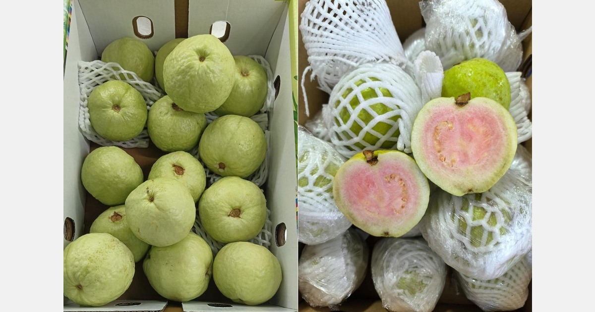 "Guava shipment volumes expected to increase 30 to 40 per cent"