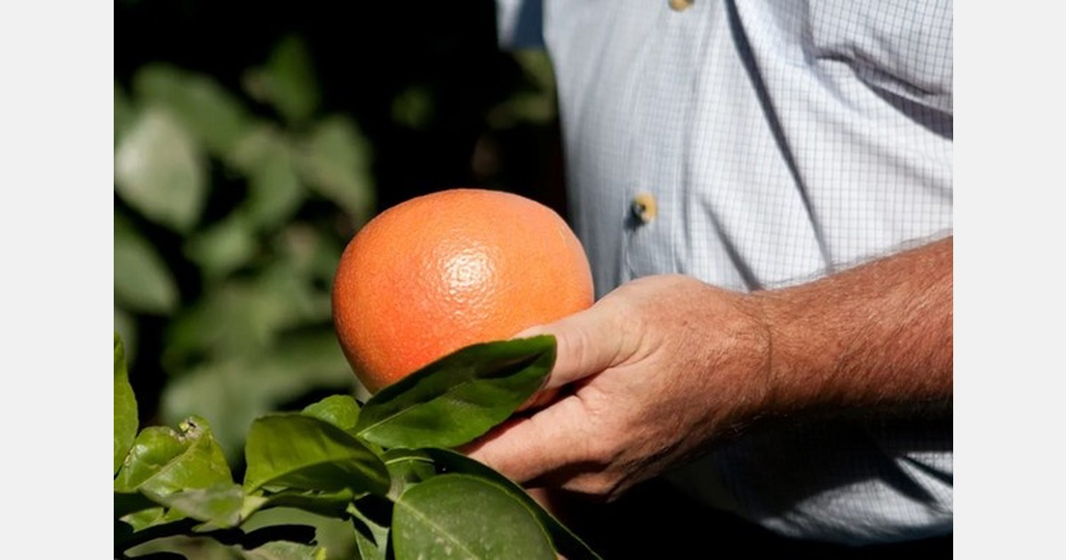 South African citrus import volume impacts movement of Texas fruit