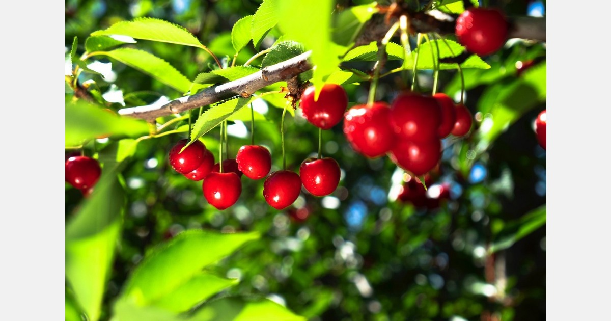 South Africa expands cherry plantings to 819 hectares
