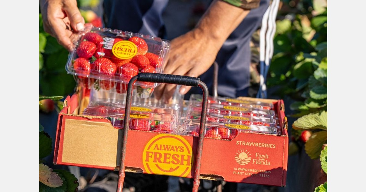 Florida strawberry growers eager to start harvest due to California supply shortage