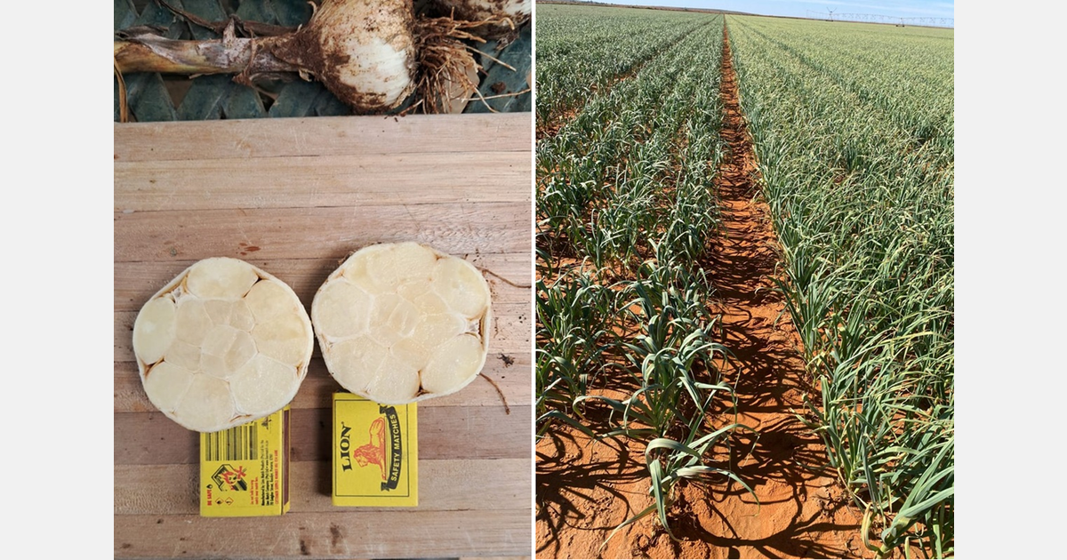 Chinese-sized garlic cloves possible for South African growers through new genetics