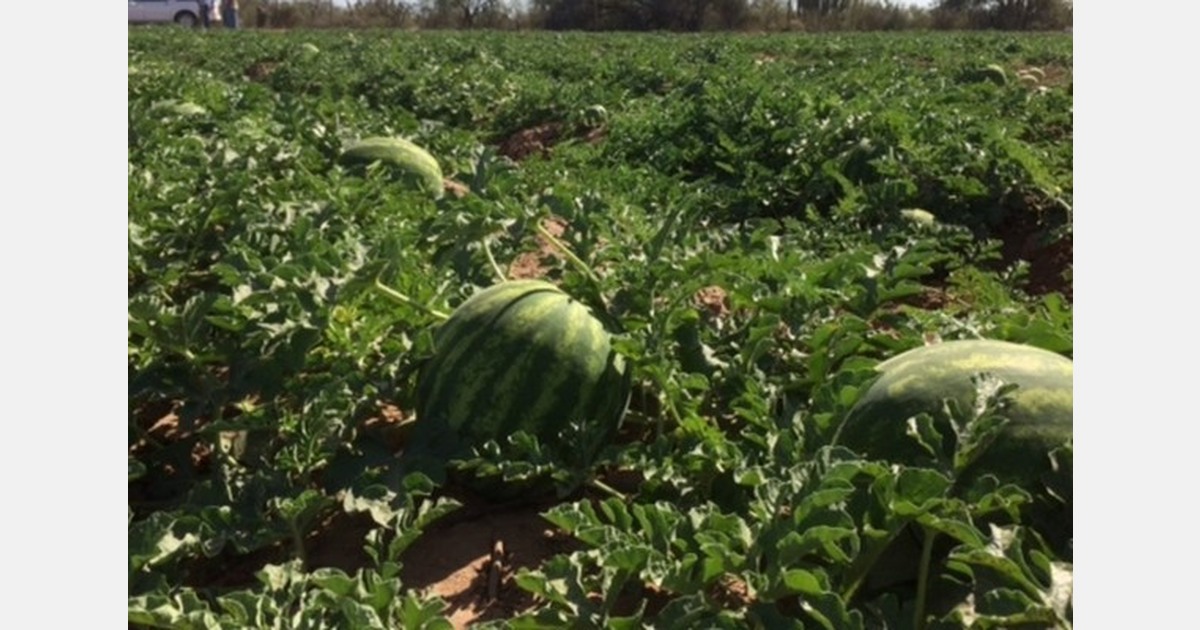 Earlier than normal end for Sonora watermelon production