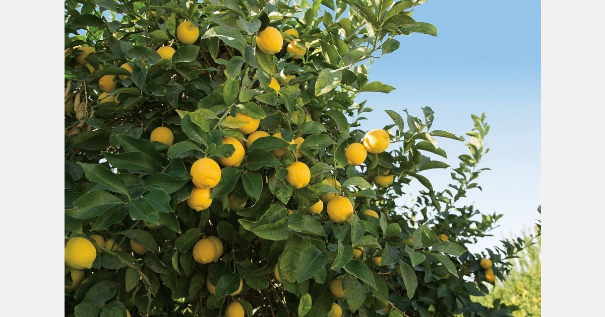 Seedless lemons available year-round due to production expansion into Mexico