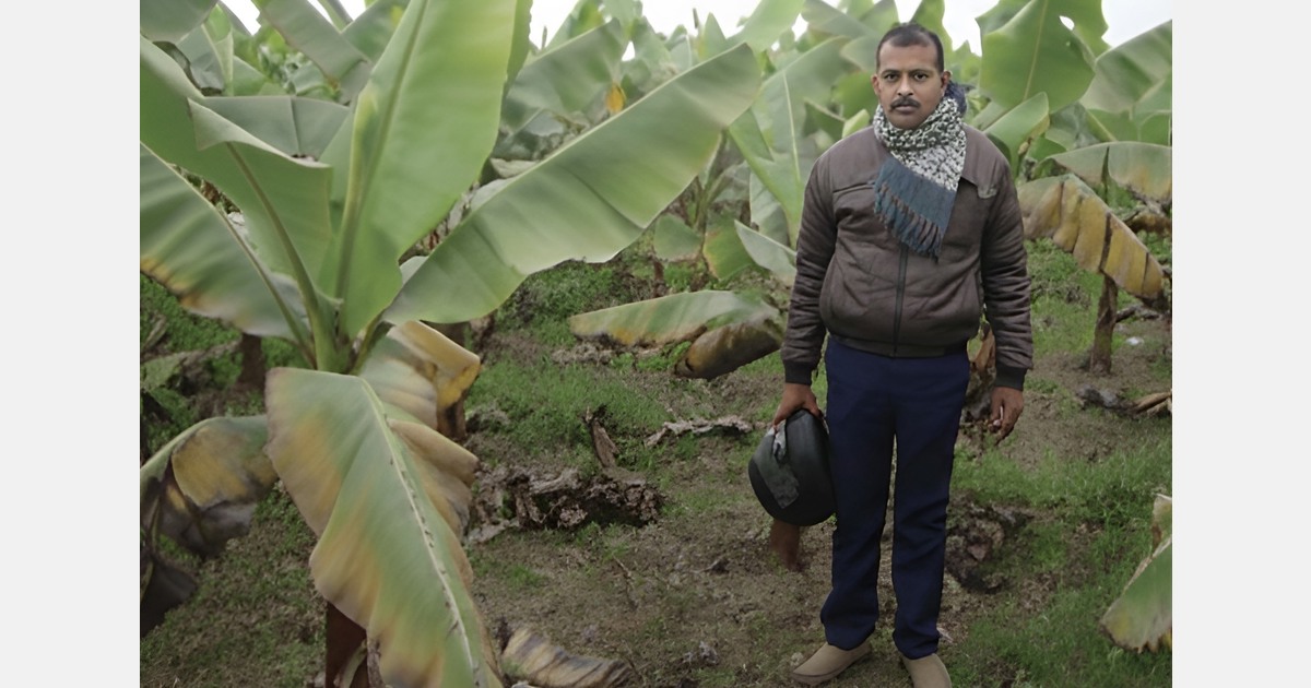 New biocontrol solution addresses TR4 panic in global banana markets