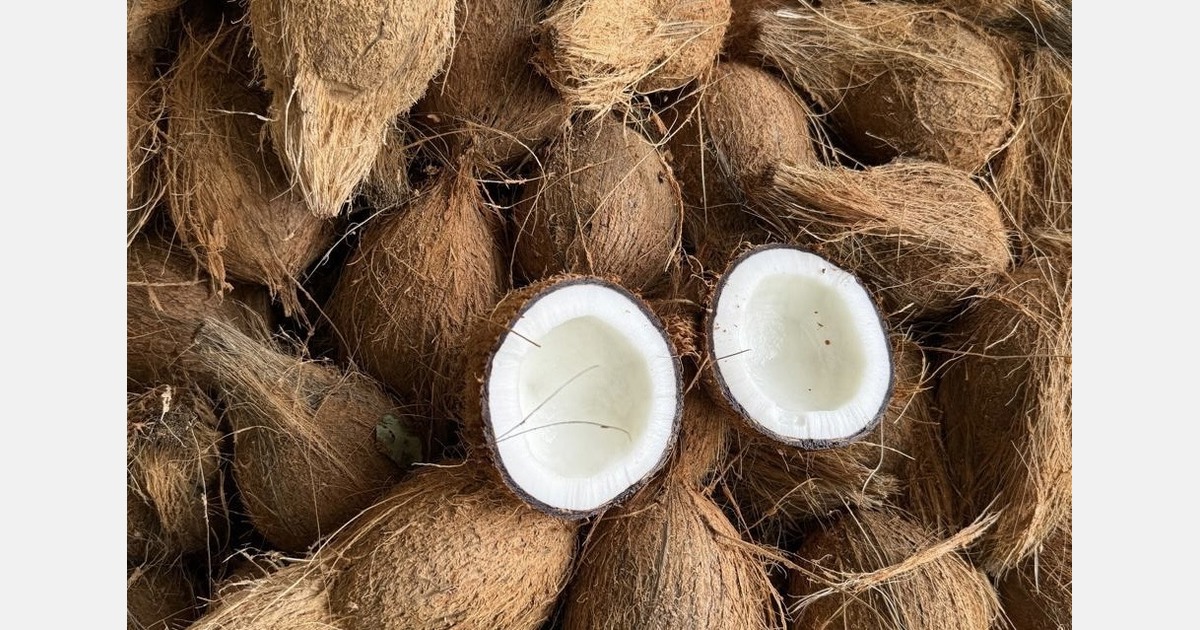 “Traceable mature coconuts attract interest in the UK”