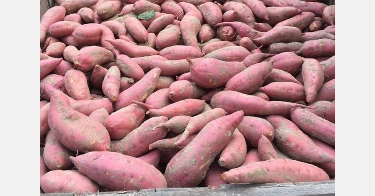 North Carolina sweet potato demand for Thanksgiving a bit above average