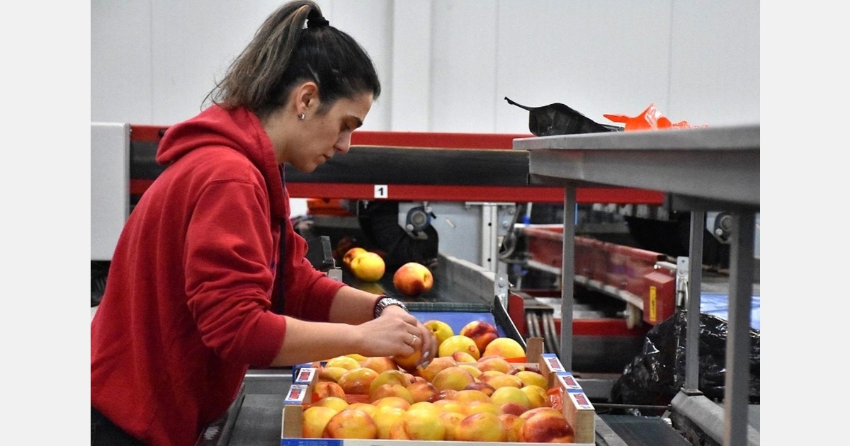 Labor digital card fails to combat undeclared employment in Greek packing houses