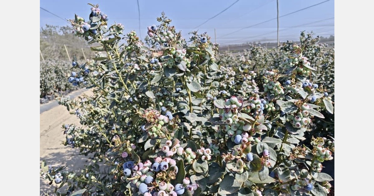 "Imported blueberry demand grows nearly 50% over last year in India"