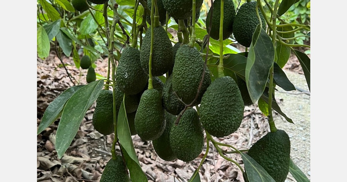 Moroccan avocado growers "are still refusing to harvest"