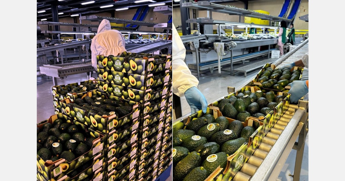 The Lebanese avocado season kicks-off in high spirits
