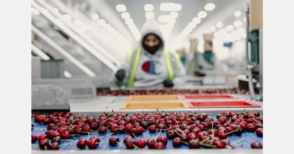 More Chilean cherries expected in U.S. market this season