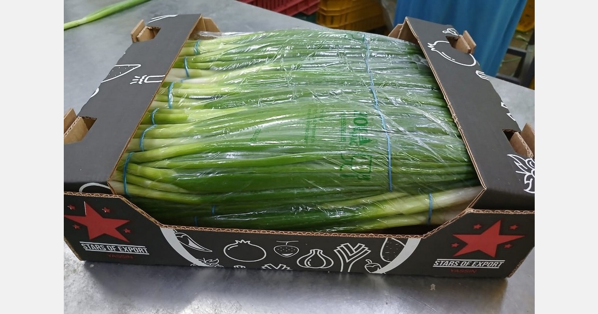 Higher production for Egyptian spring onions