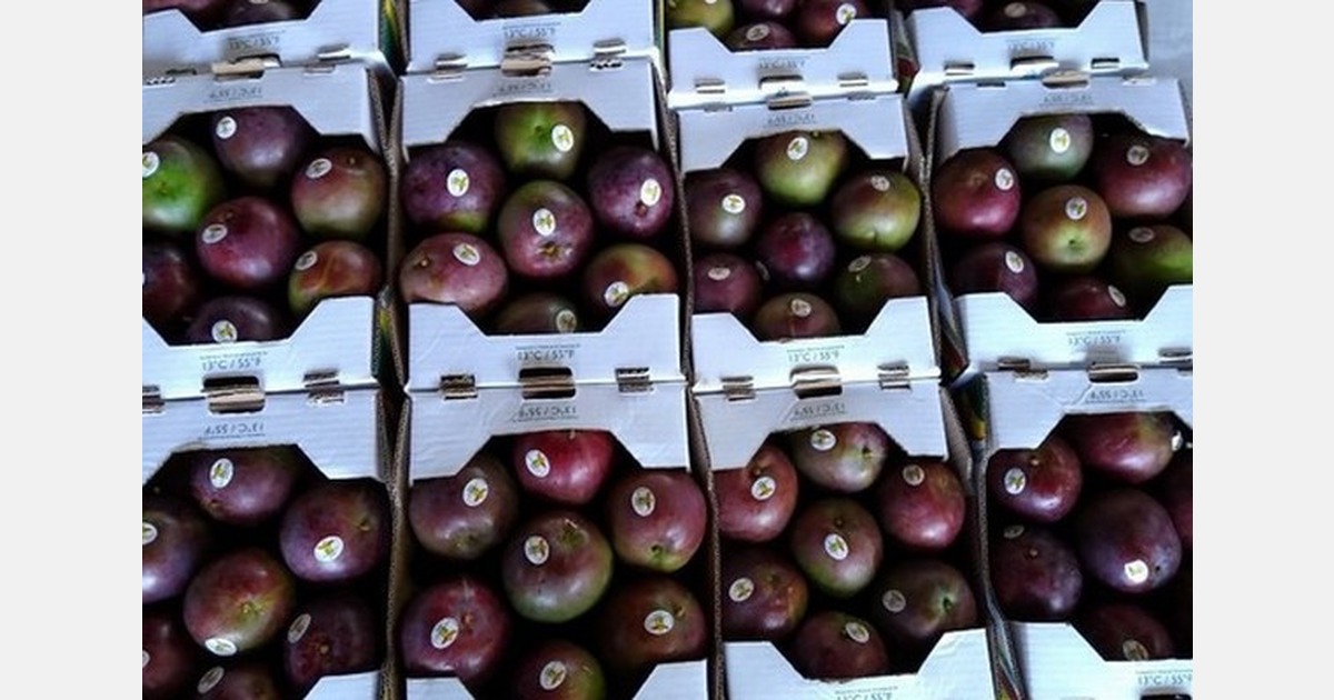 Peruvian growers resume packing after holding out for better mango pricing