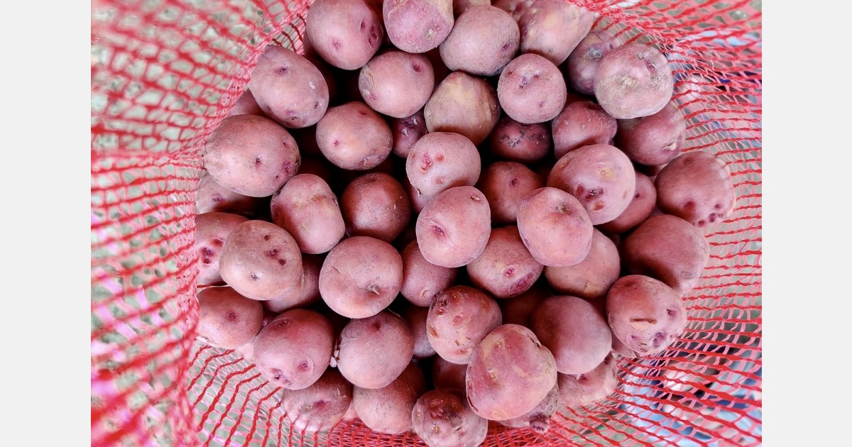 "Bangladesh potato exports hit a three-year peak"