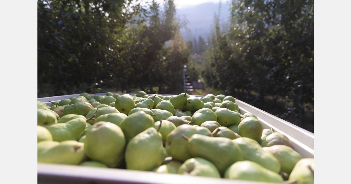 USA pear exports expand into offshore markets this season
