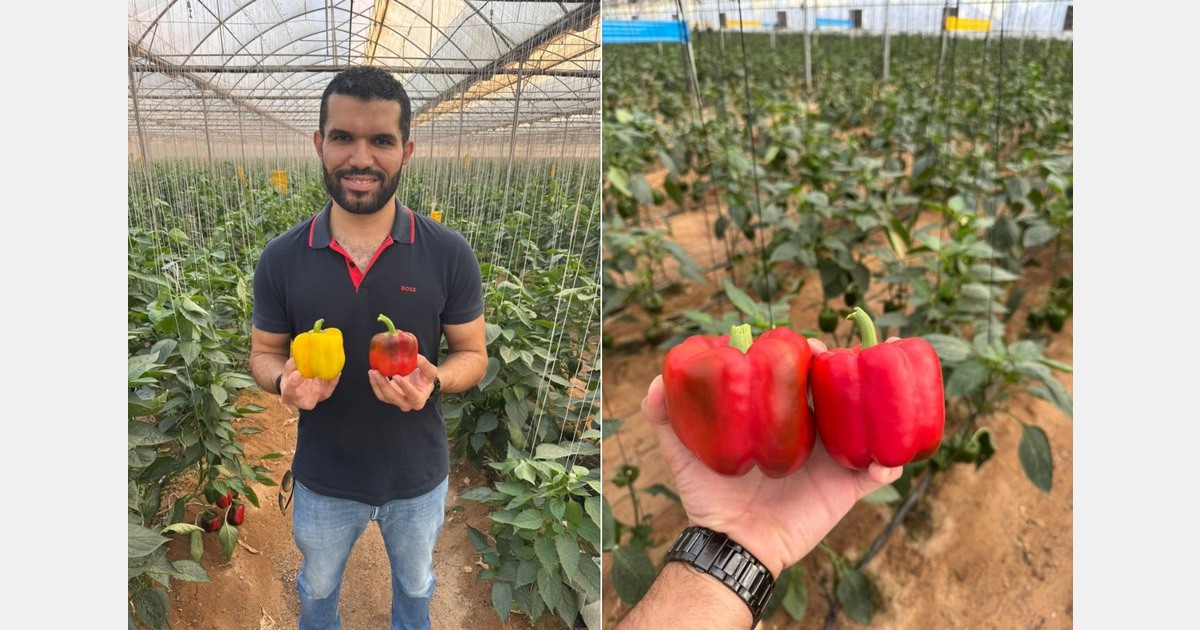 Sweet peppers from Egypt arriving soon on the European market