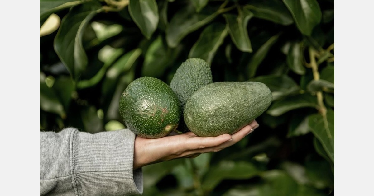 Cretan avocados see their prices drop due to strong Spanish competition