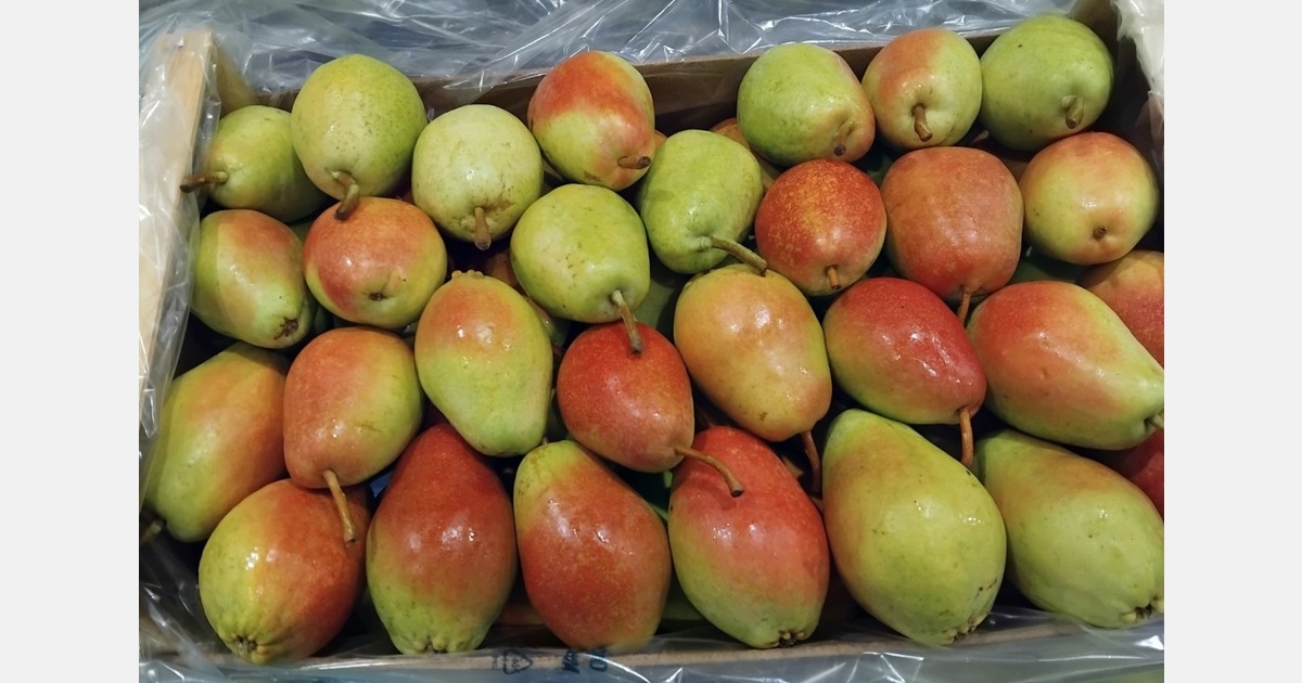 “Strict selection on whom we will sell pears to this year”