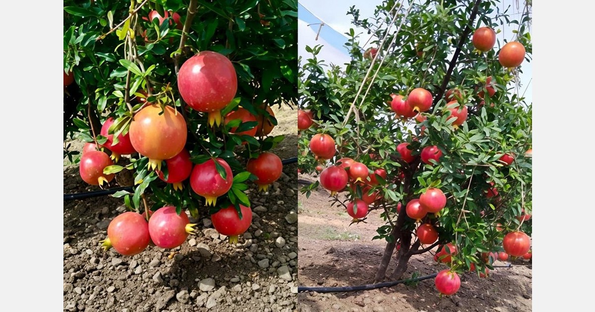 "Farmgate prices are up 10-15% this season, driven by strong domestic demand"