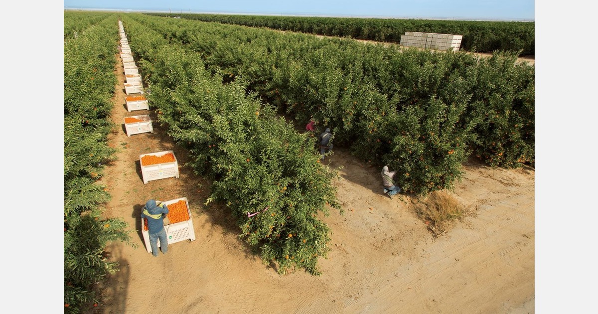 California Halos mandarin season off to a good start despite rain events
