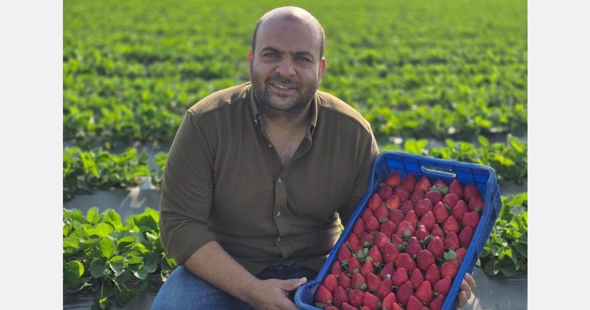 Dried strawberries are a feature of the current Egyptian season
