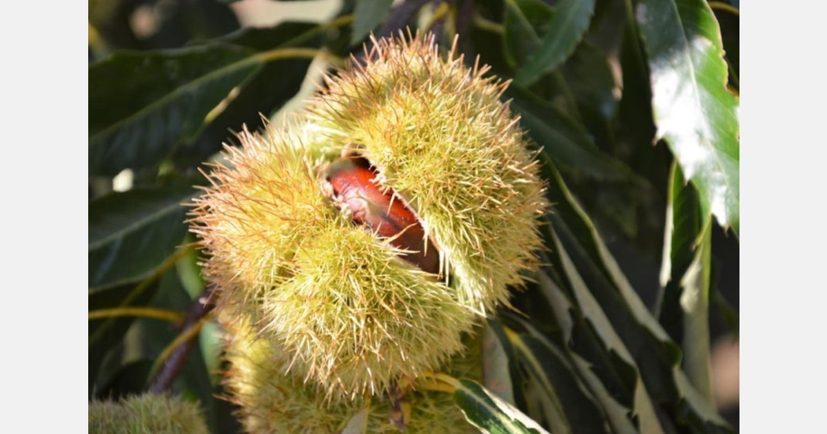 “There won’t be abundant Greek chestnuts for Christmas, but this year there will be some”