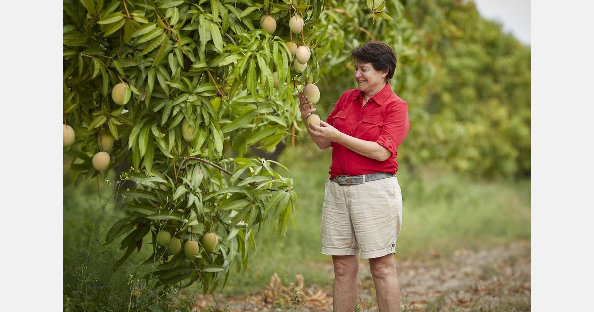 Australian mangoes available on U.S. West Coast