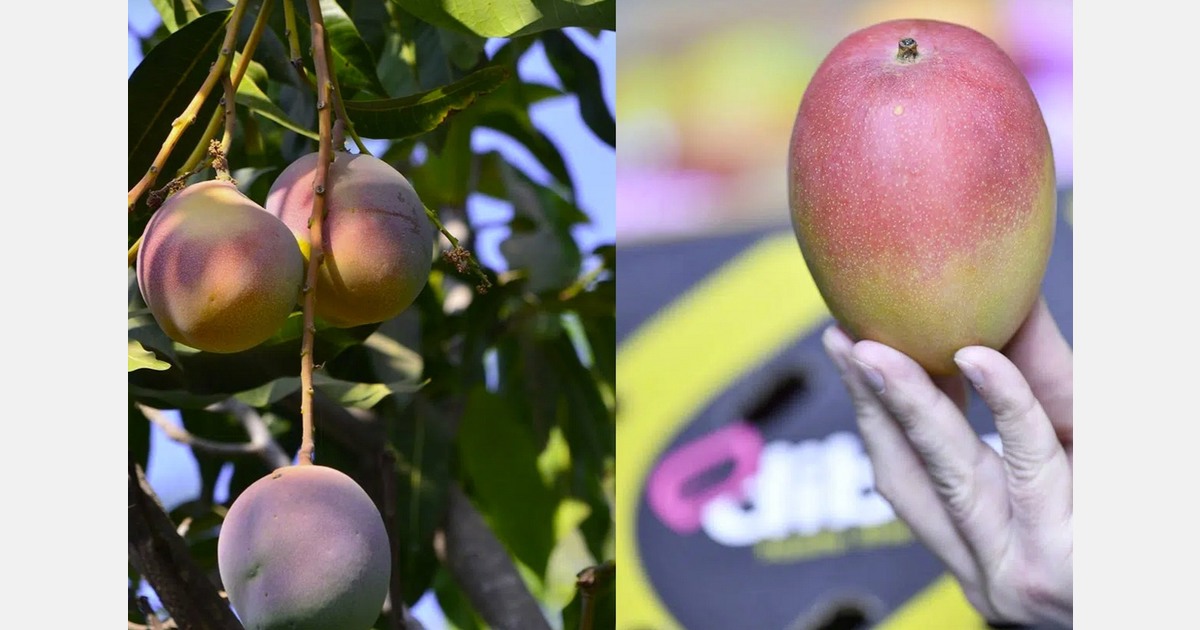 West African mango operations expand with new acquisition