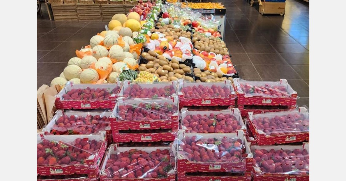 "Moroccan strawberries are still highly prized in the Gulf market"