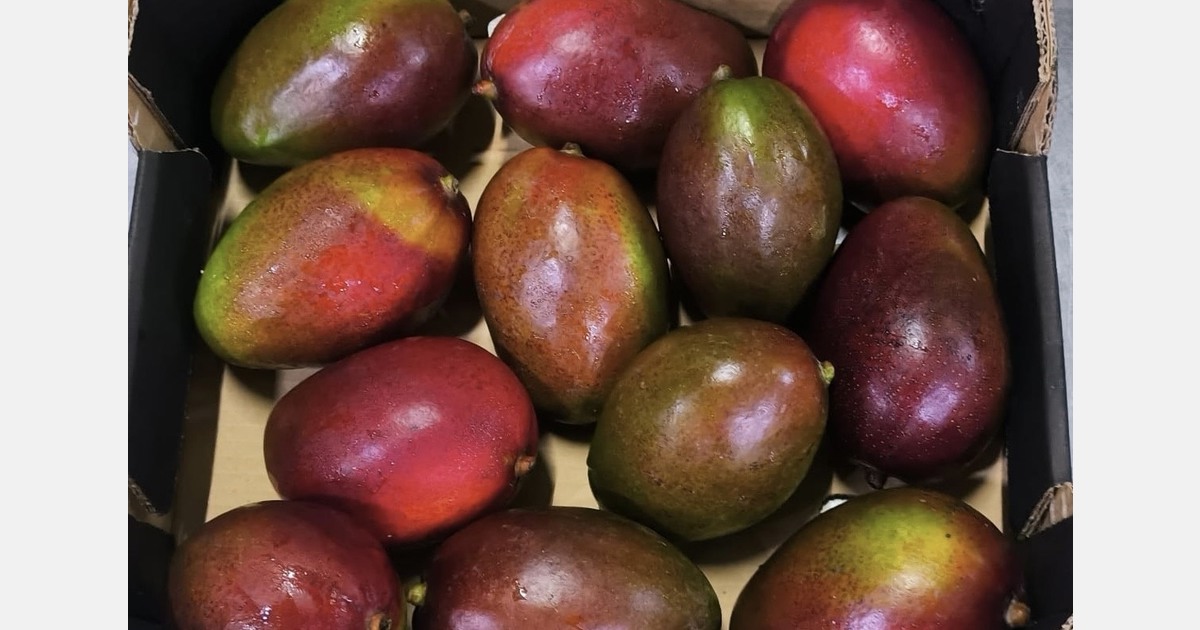 "South African red mangoes are filling niche demand in India"
