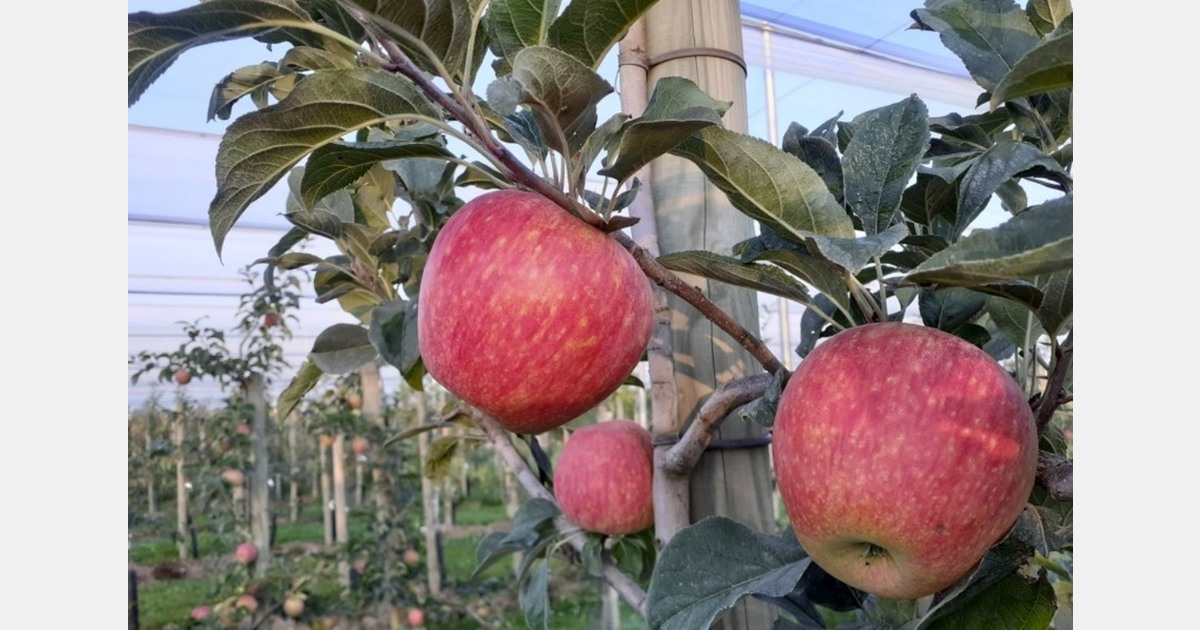 Germany showcases new apple variety Cristal at field day