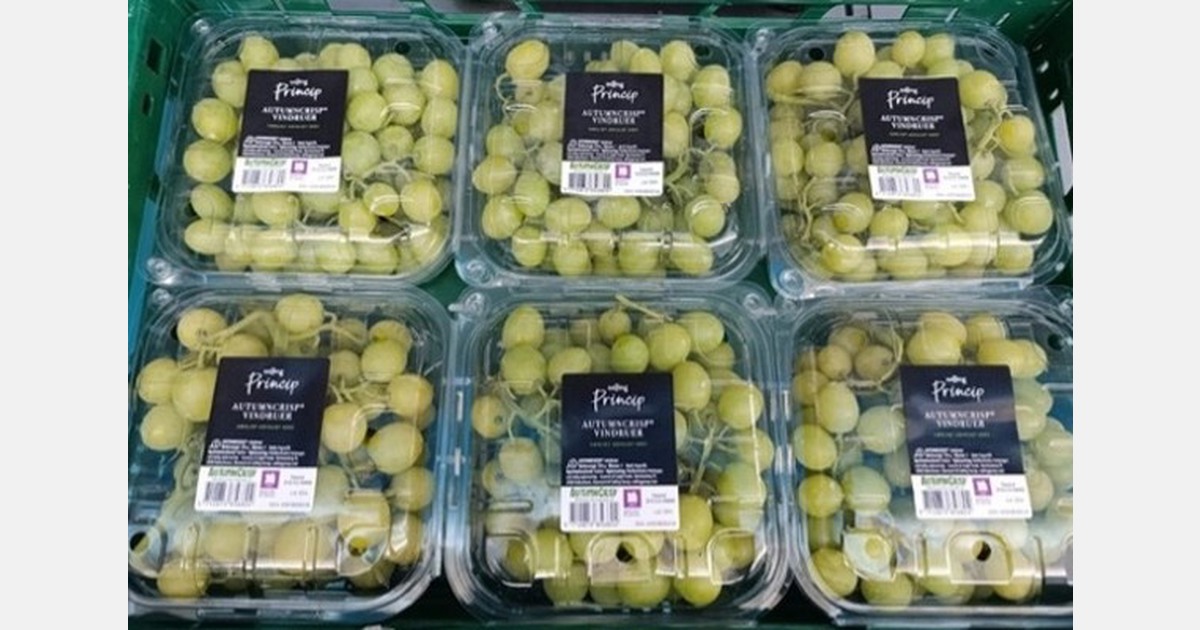 Autumncrisp grapes break records in Denmark