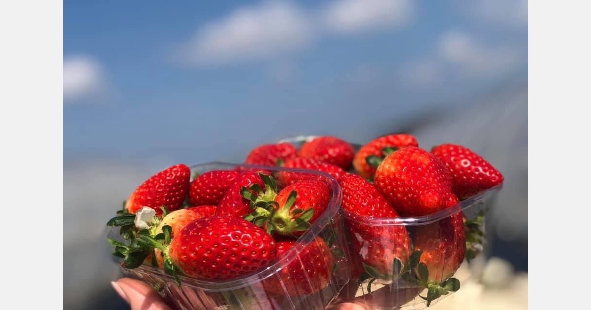 December sees more Greek strawberries thanks to increased early plantings and favorable weather