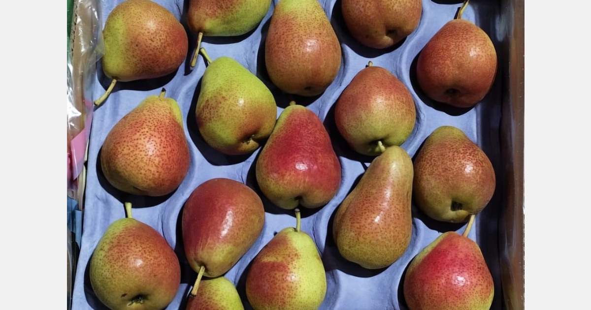 “Chinese pear influx slowed the distribution of premium pear varieties this season”