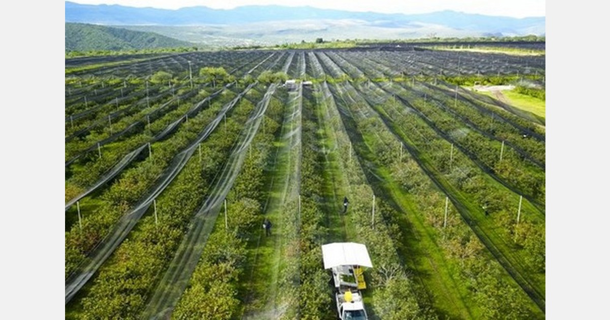 Tighter supply on Mexican guava