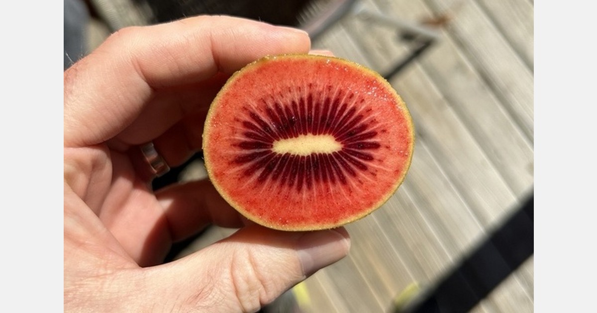 New red kiwifruit variety extends sales season