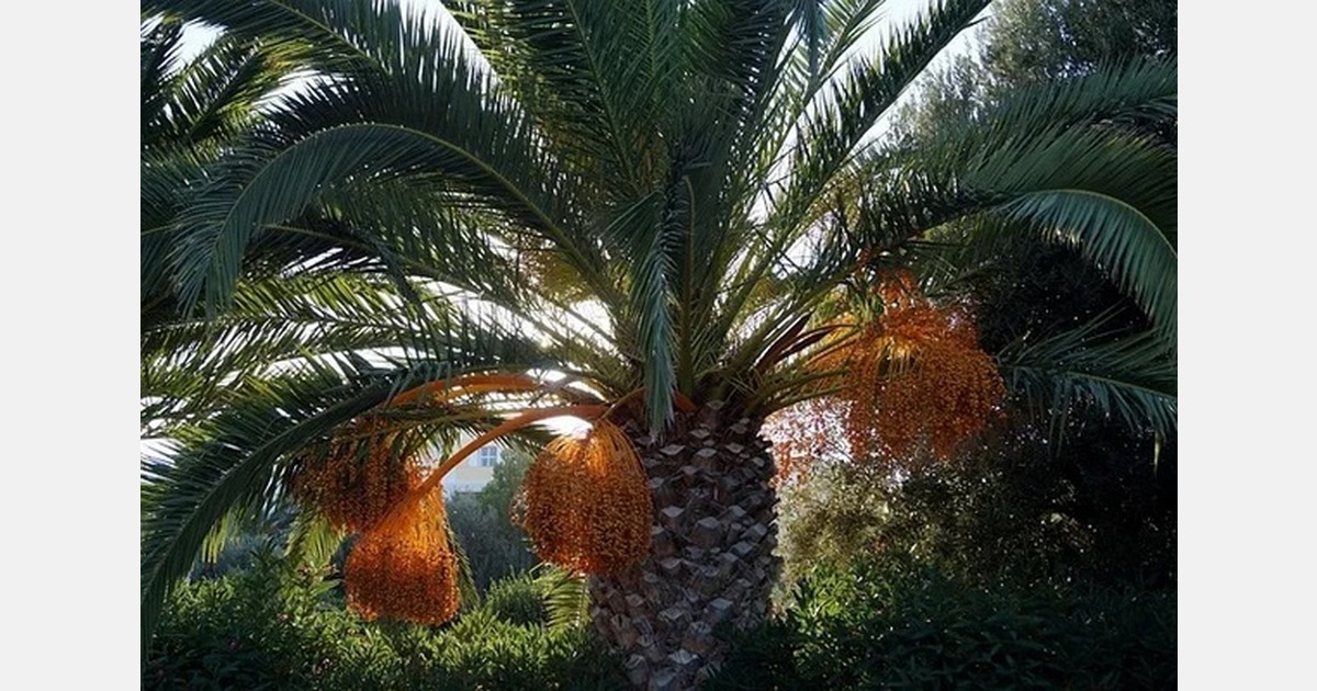 North African permanent crops attract investor interest