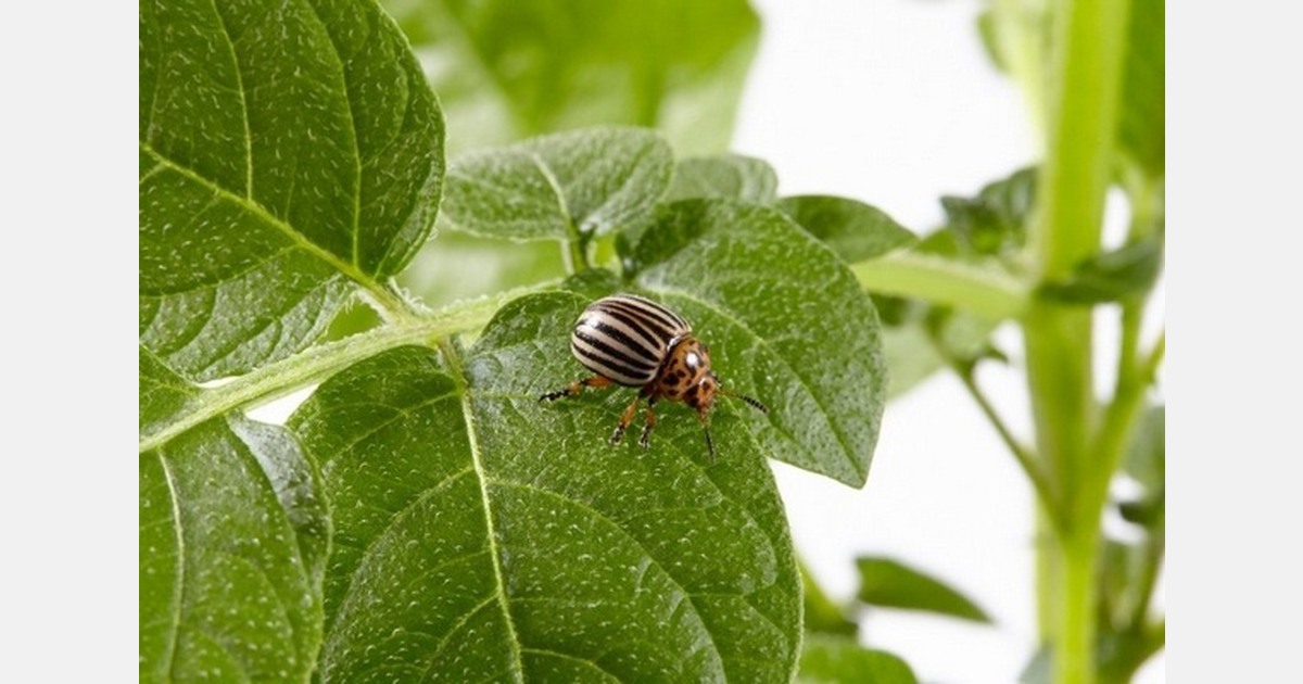 UK declares end of Colorado beetle outbreak