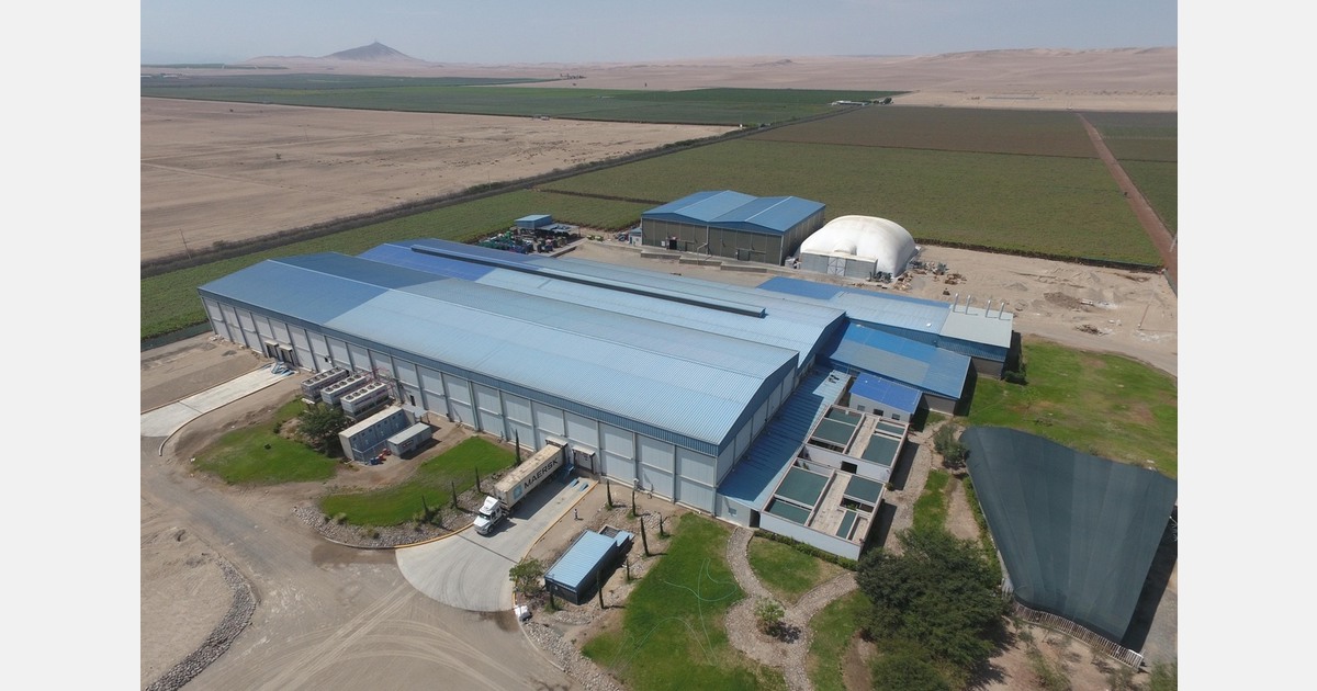 Unifrutti to acquire Safco table grape operations in Peru