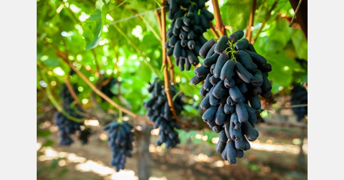 Chinese Supreme Court upholds grape variety penalty