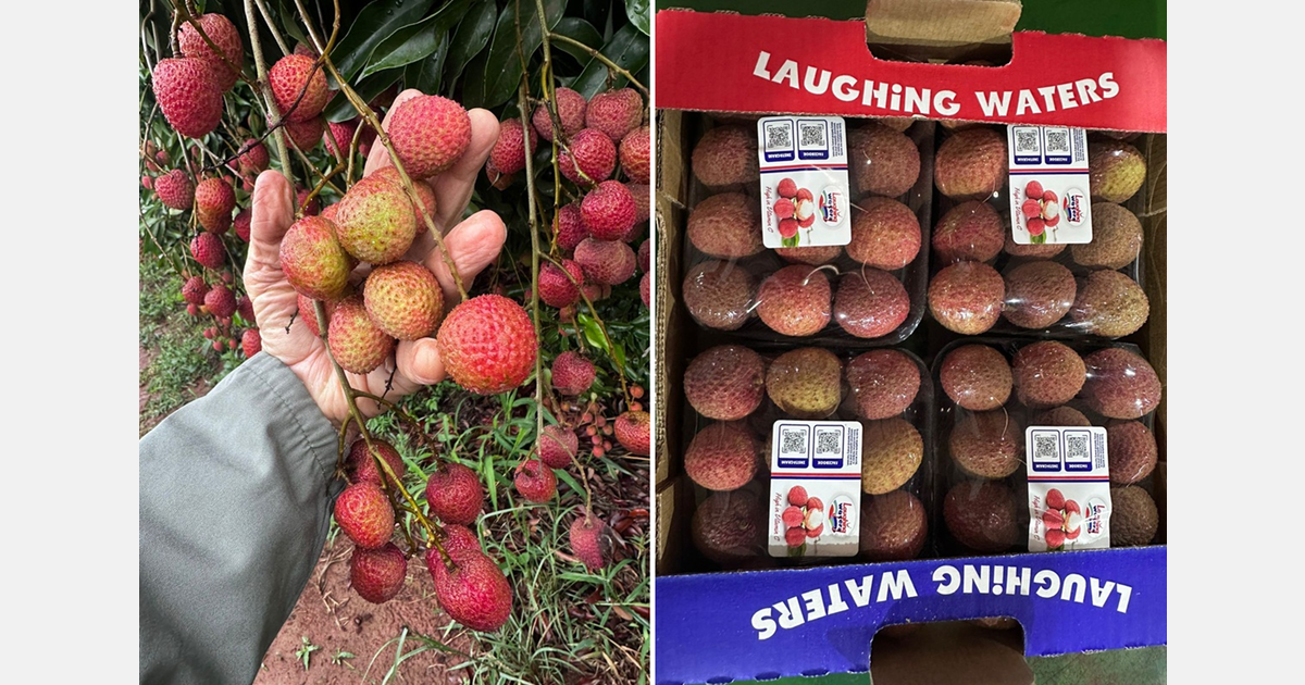 South African litchis enjoying the up after last year’s down