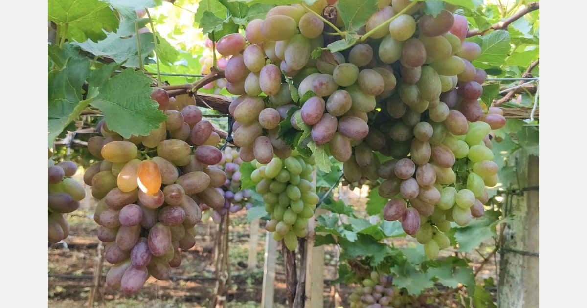 “Slower maturity of Indian grapes is proving beneficial for long-distance shipments”