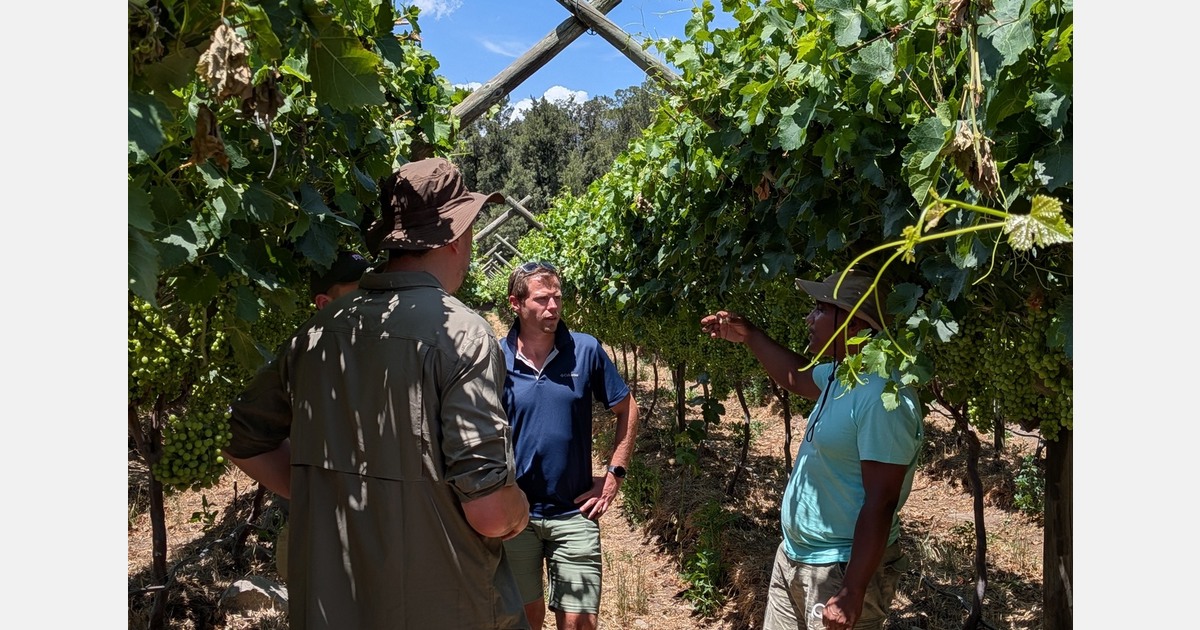 South African organic grape season starts with new varieties