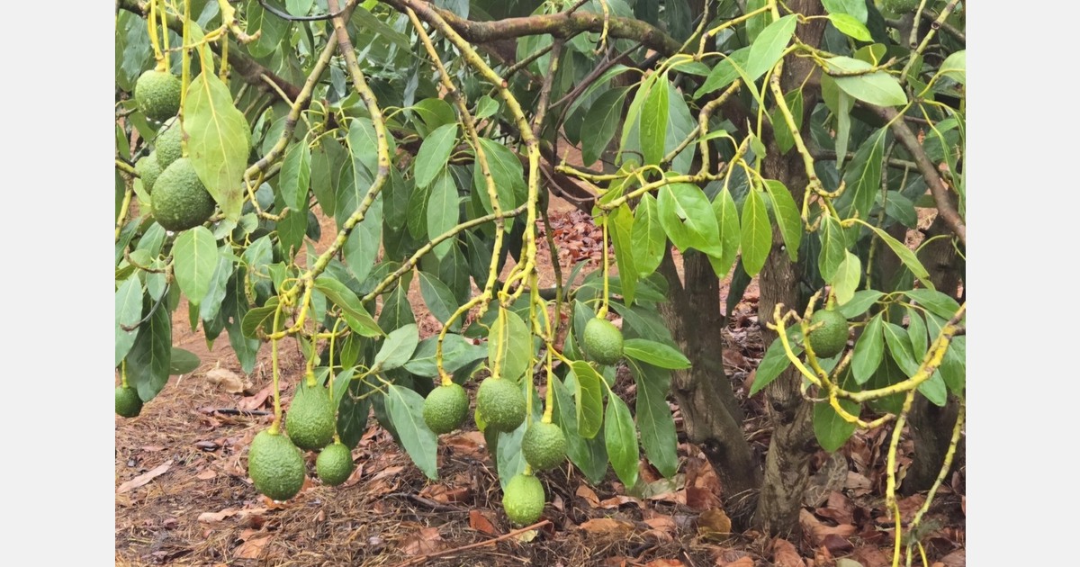 "India was the main export market for our Tanzanian avocados"