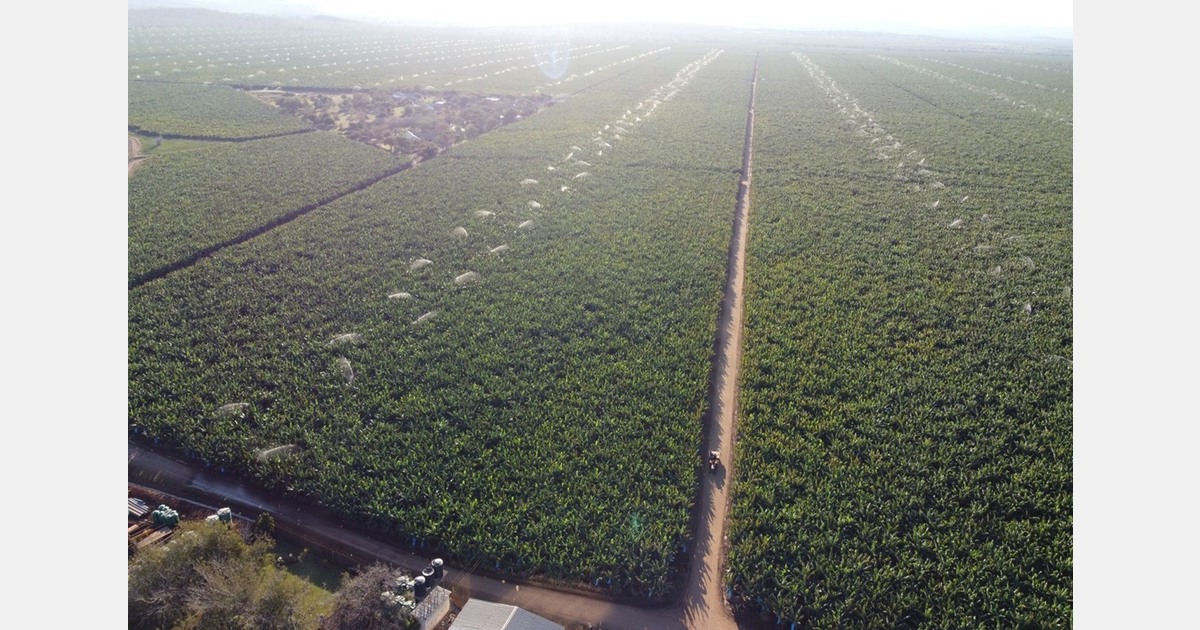 “South African banana prices would surge without regional imports”