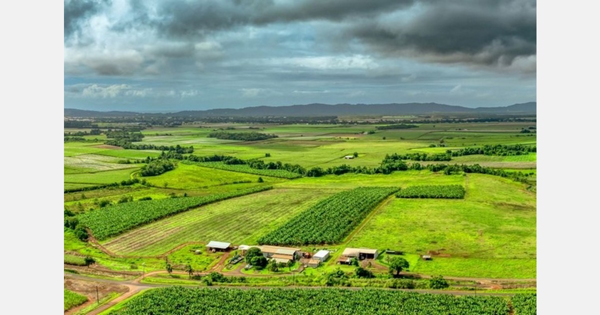 Banana farmland acquisition supports renewal in North Queensland