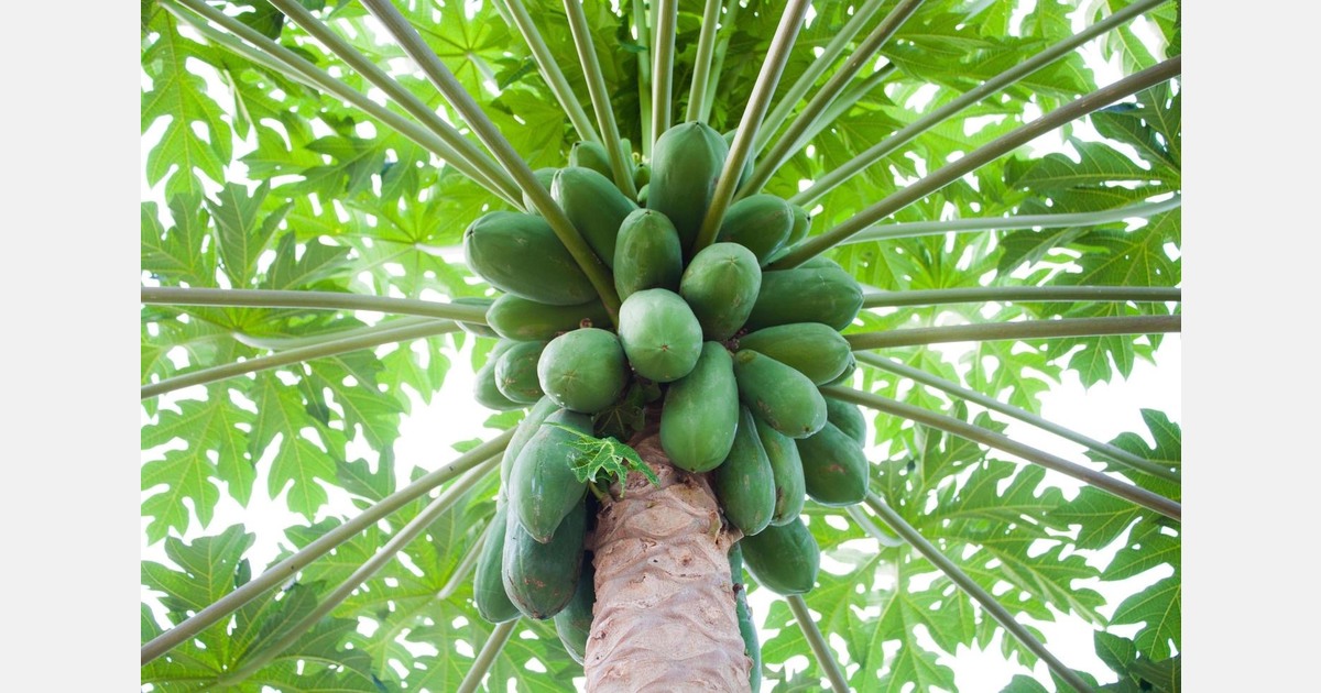 “India’s bigger papaya crop grows over 50%, supports export expansions"