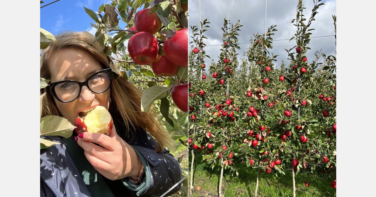 American apple variety now grown in Polish orchards