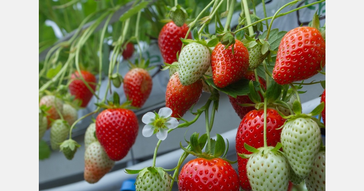 Strawberry variety Demoiselle wins SIVAL innovation gold award