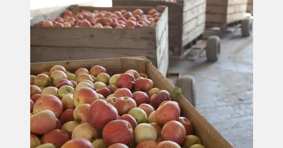 French apple season in India backed by 1.485 million ton crop